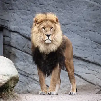 Image related to Auckland Zoo