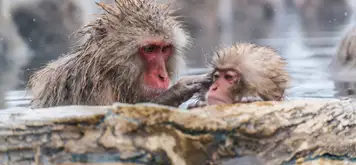 Image related to Yudanaka - Snow Monkey Park