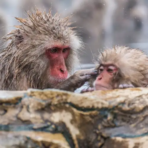 Image related to Yudanaka - Snow Monkey Park