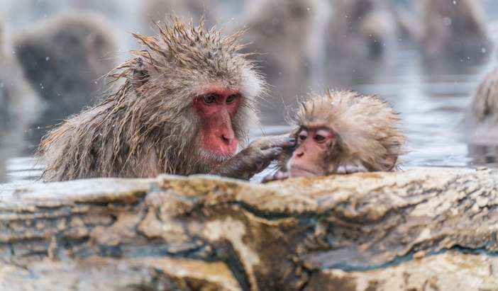 Nagano - Snow Monkey Park