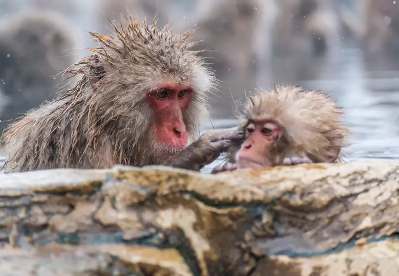 Nagano - Snow Monkey Park