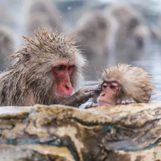 Image related to Yudanaka - Snow Monkey Park