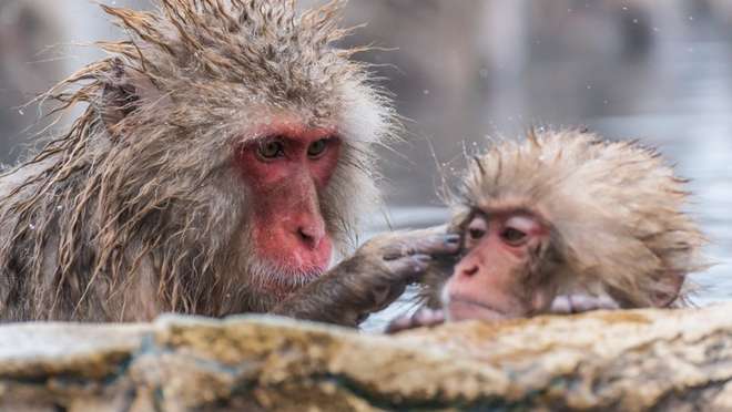 Nagano - Snow Monkey Park