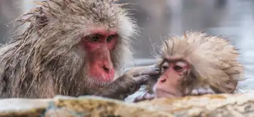 Image related to Yudanaka - Snow Monkey Park