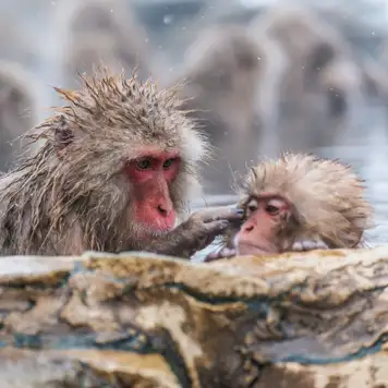 Image related to Yudanaka - Snow Monkey Park