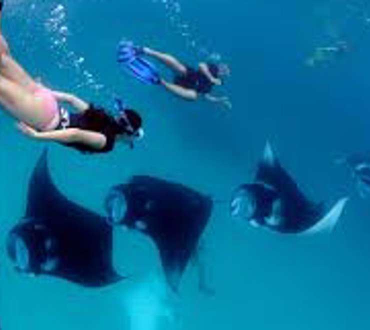 Swim with Manta Rays
