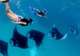 Swim with Manta Rays