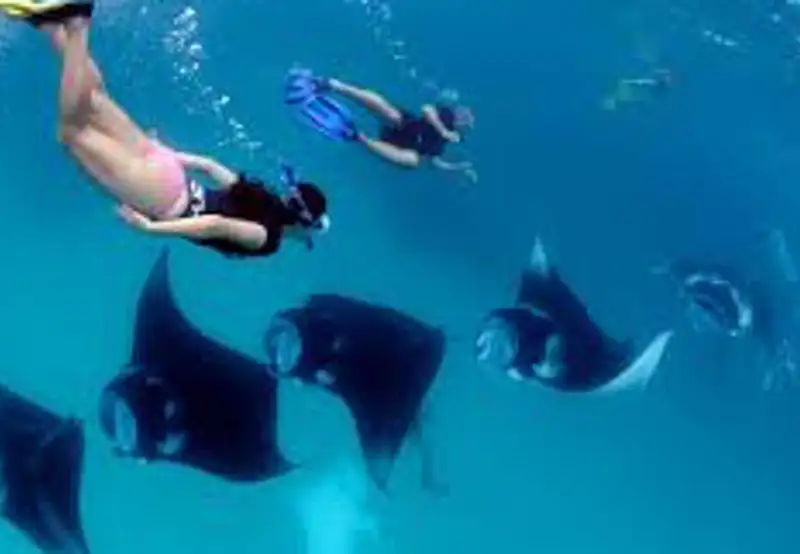 Swim with Manta Rays