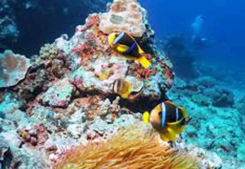 Snorkeling at Japanese Gardens