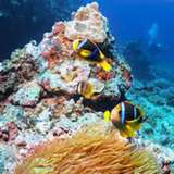 Image related to Snorkeling at Japanese Gardens