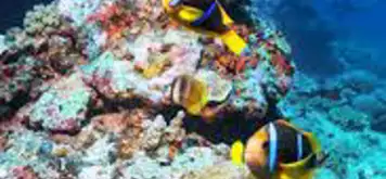 Image related to Snorkeling at Japanese Gardens