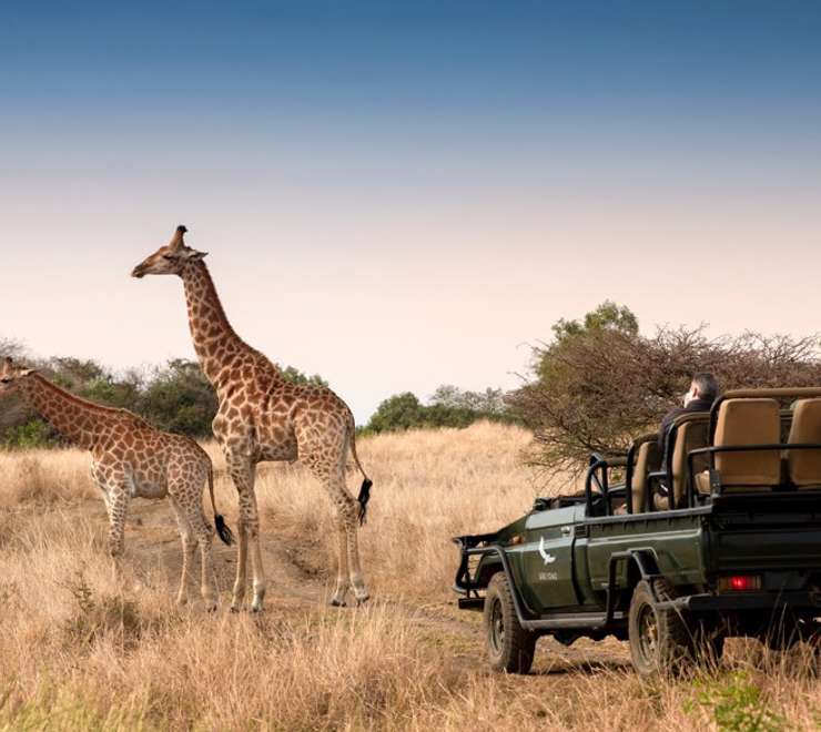 Phinda Private Game Reserve- Game Drives