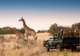 Phinda Private Game Reserve- Game Drives