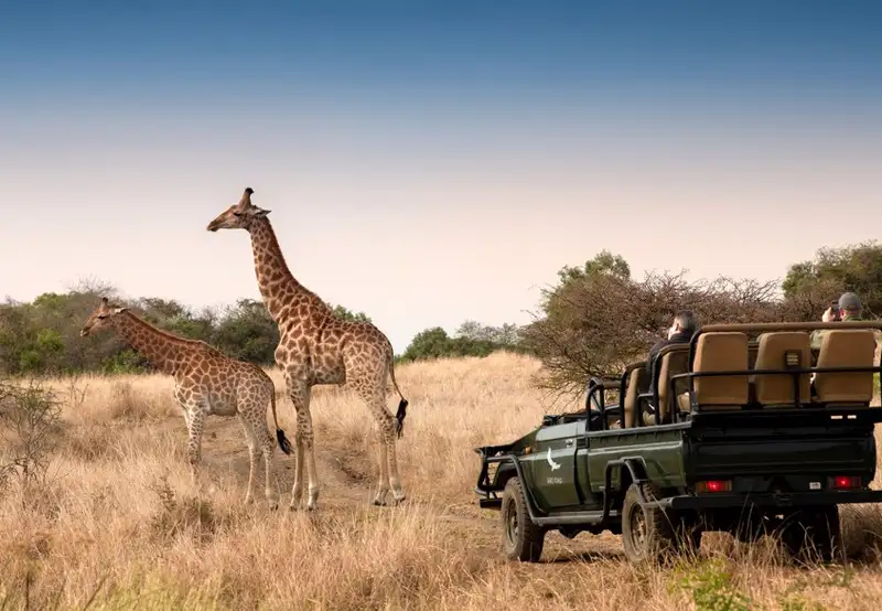 Phinda Private Game Reserve- Game Drives