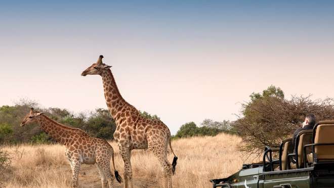 Phinda Private Game Reserve- Game Drives