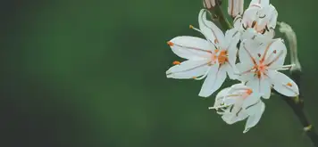 Image related to Tapajós National Forest
