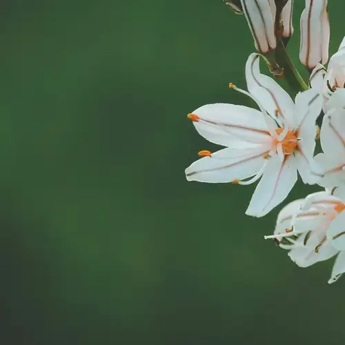 Image related to Tapajós National Forest