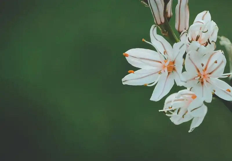 Tapajós National Forest