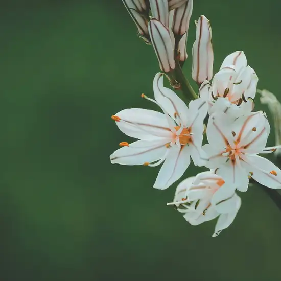 Image related to Tapajós National Forest