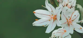 Image related to Tapajós National Forest