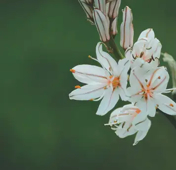 Image related to Tapajós National Forest