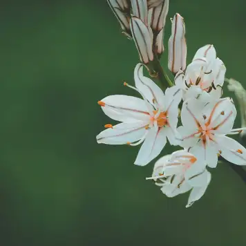 Image related to Tapajós National Forest