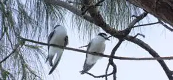 Bird Watching at the Atoll