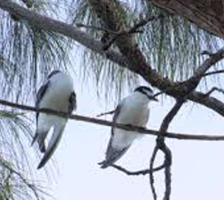 Bird Watching at the Atoll