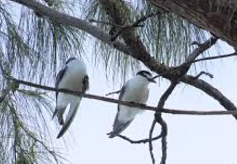 Bird Watching at the Atoll