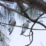 Image related to Bird Watching at the Atoll