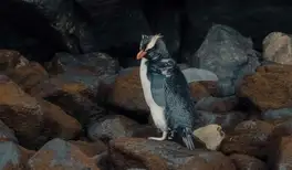 Image related to Rockhopper Penguin