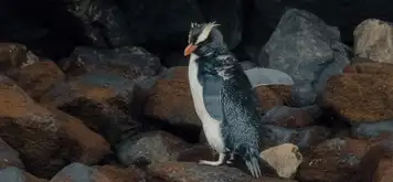 Rockhopper Penguin