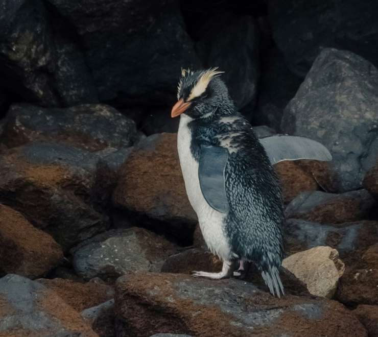 Rockhopper Penguin