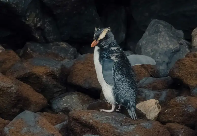 Rockhopper Penguin