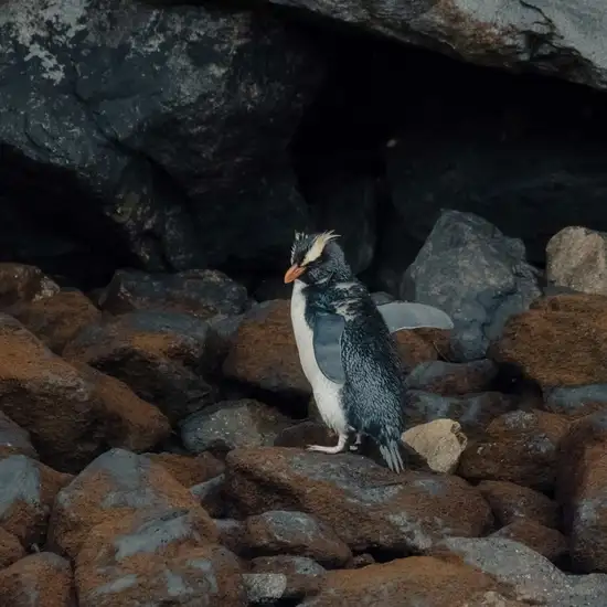 Rockhopper Penguin
