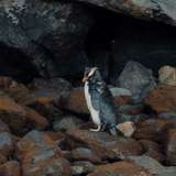 Image related to Rockhopper Penguin