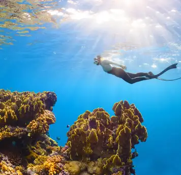 Image related to Ashmore Reef
