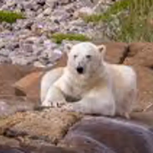 Image related to Polar Bear and Marine Wildlife Spotting