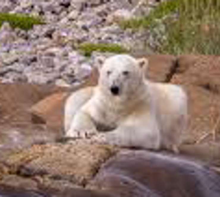 Polar Bear and Marine Wildlife Spotting