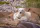 Polar Bear and Marine Wildlife Spotting