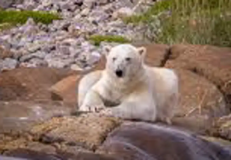 Polar Bear and Marine Wildlife Spotting