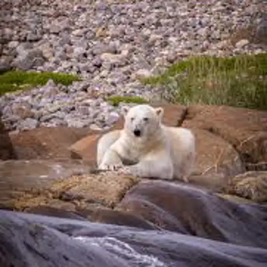 Image related to Polar Bear and Marine Wildlife Spotting