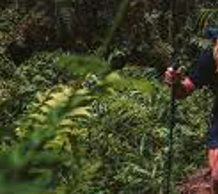Island Nature Walks