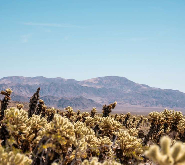 Mojave Desert