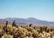 Mojave Desert