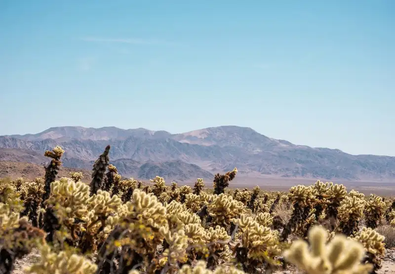 Mojave Desert