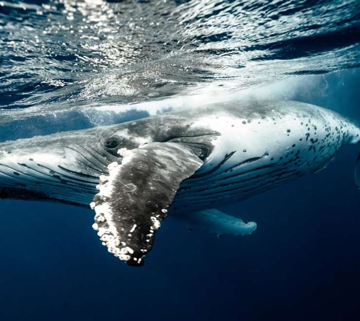 Swim with Whales