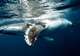 Swim with Whales