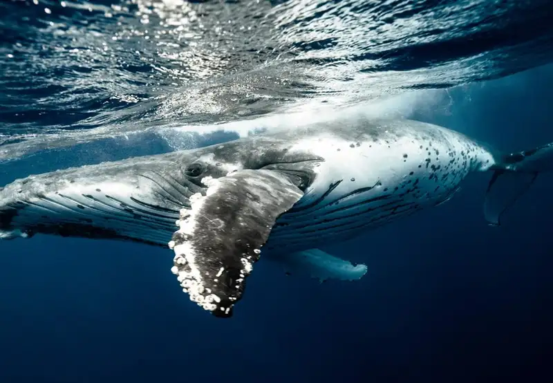 Swim with Whales