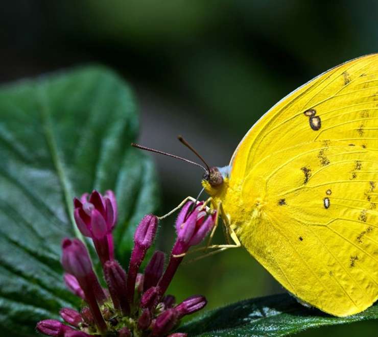 Australian Butterfly Sanctuary